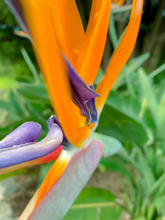 an orange and purple flower with its opening petals