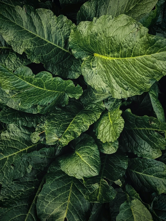 a bunch of leaves that are all green