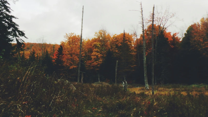 a grassy field that has trees with orange and red leaves