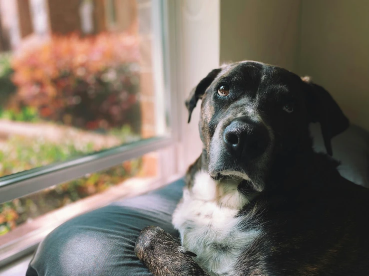 a black dog sitting on a black pillow by a window