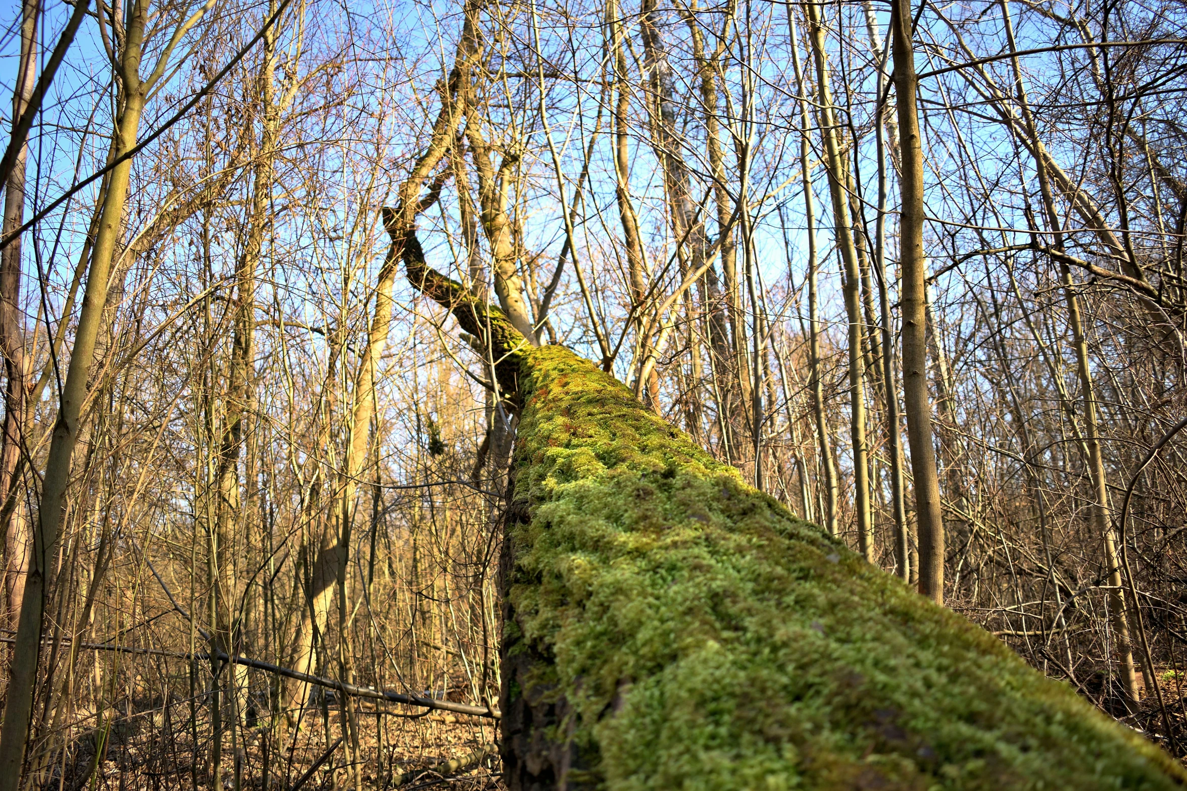 a mossy, tree trunk lying in a forest