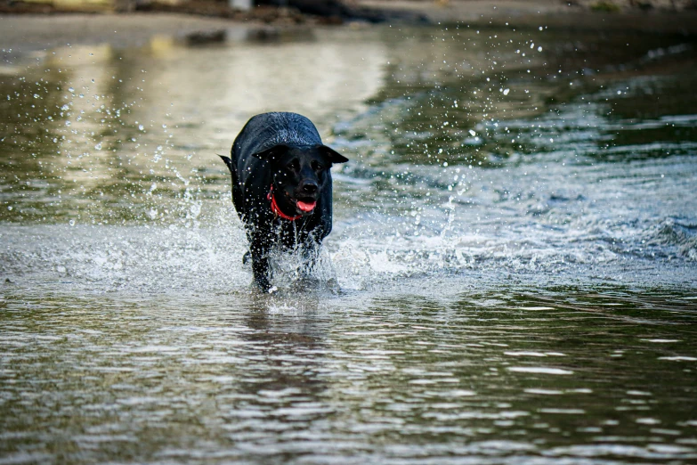 a dog runs through a body of water