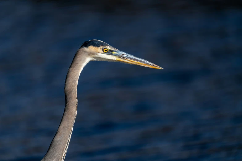 a bird with a long neck and very long bill looking into the camera