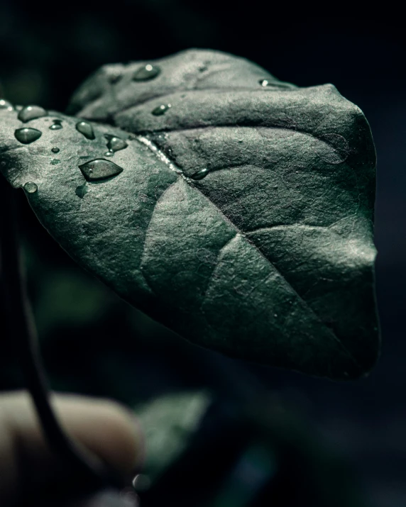 a leaf that has water droplets on it