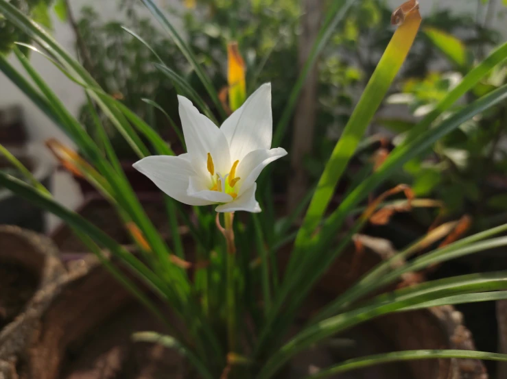 a group of flowers in pots that have leaves