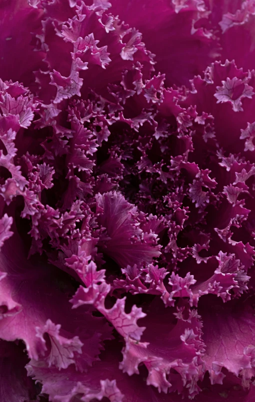 close up of purple cabbage with very dark green leaves