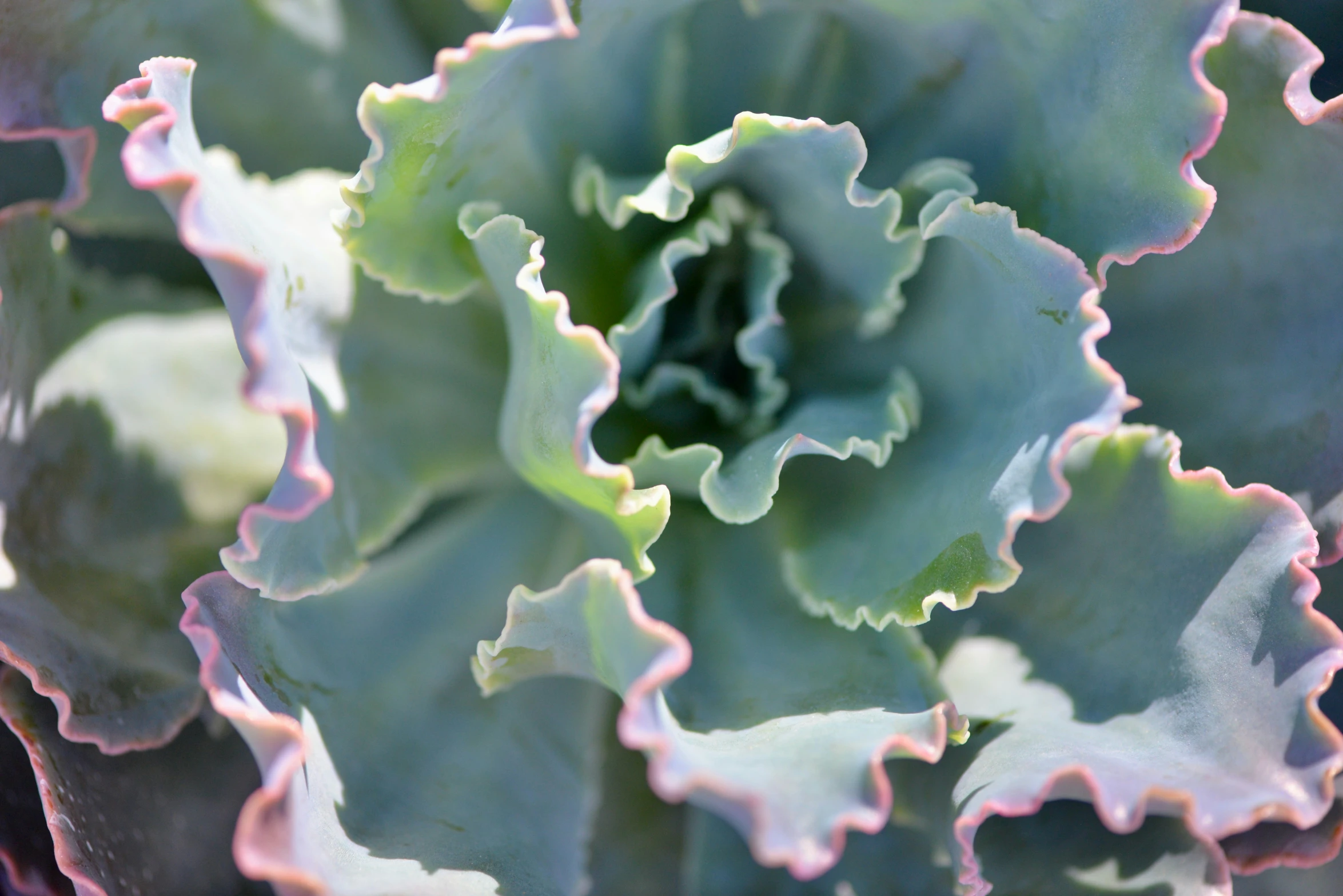 a close up view of the top of a flower