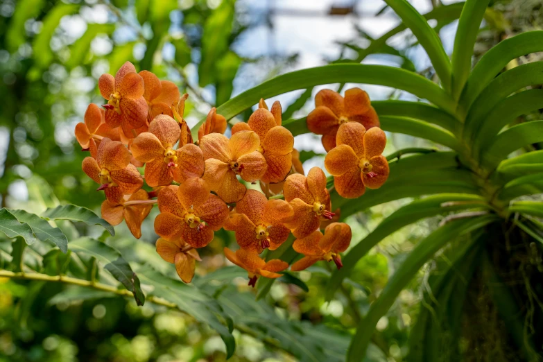 a group of orange flowers in a lush green field