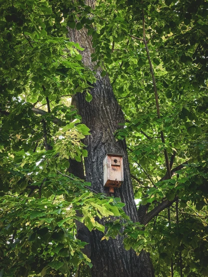 a birdhouse sits high in the middle of a forest