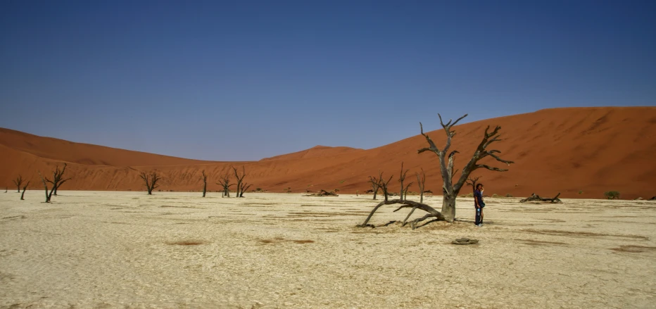 a tree that is in the sand