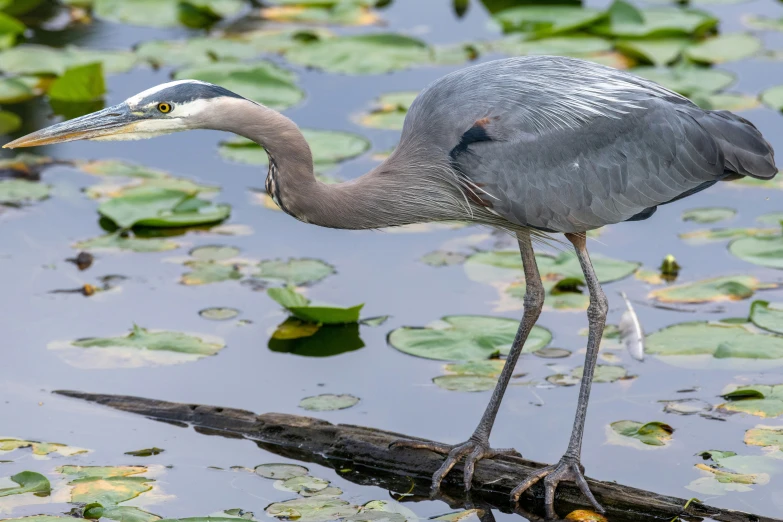 an image of a blue heron bird standing on a log