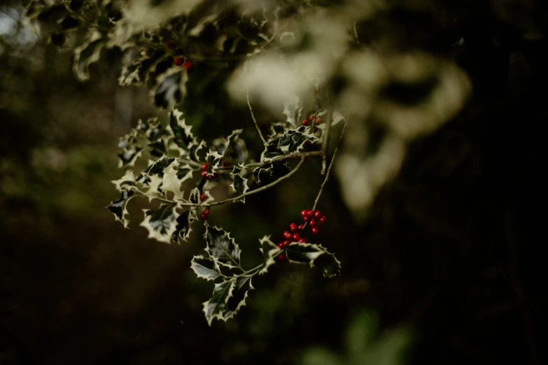 there is a tree with red berries in it