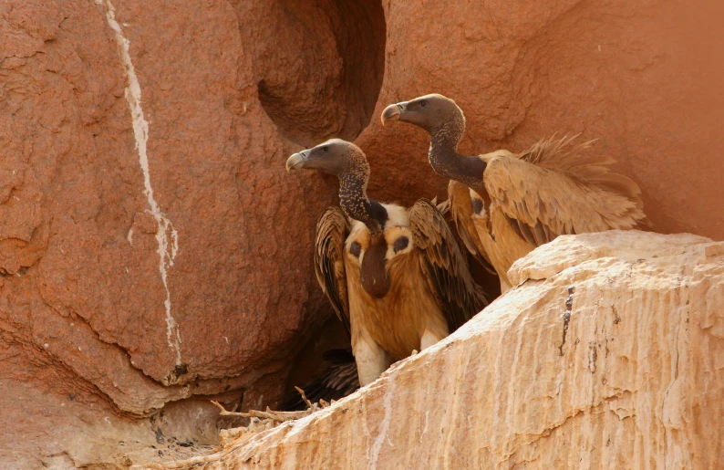 two large birds perched in between rocks on a sunny day