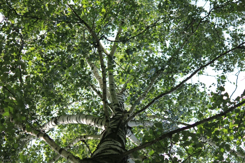 the view up into a high up tree looking upward