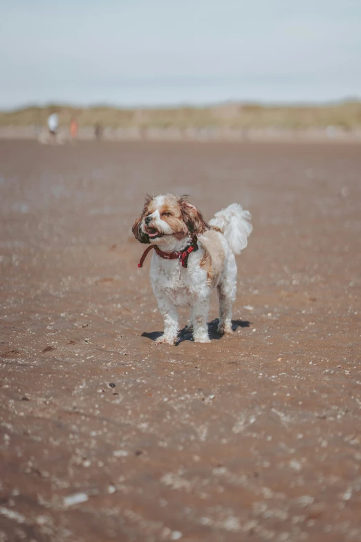 small brown and white dog on sandy beach with head looking up