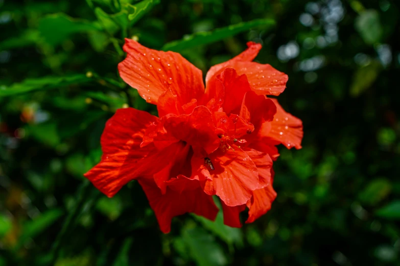 a flower with water droplets all over it