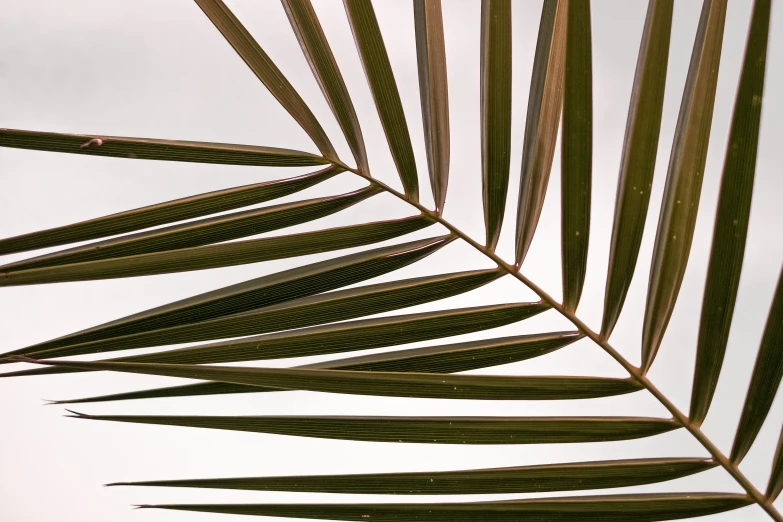 a palm leaf is shown against a cloudy sky