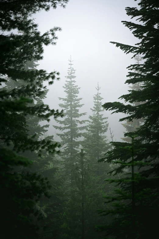 a foggy forest with pine trees and tall evergreens