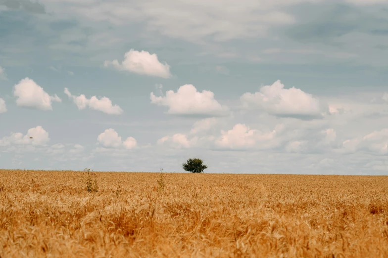 the large field is in front of the blue sky