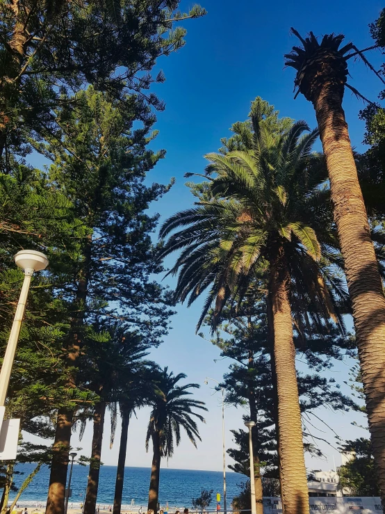 palm trees line a path by the ocean