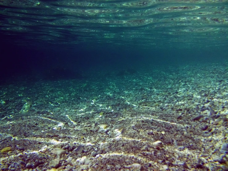 a large group of small fish swimming in a lake