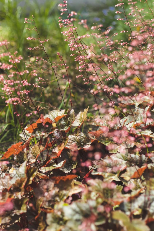 some very pretty pink and white flowers in the grass