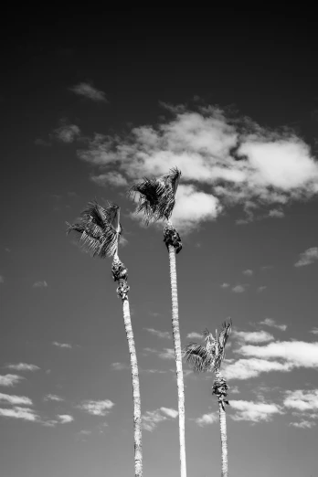 some tall palm trees standing next to each other