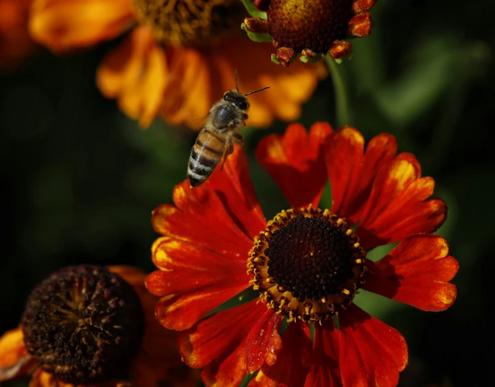 a close up s of a bee on some flowers