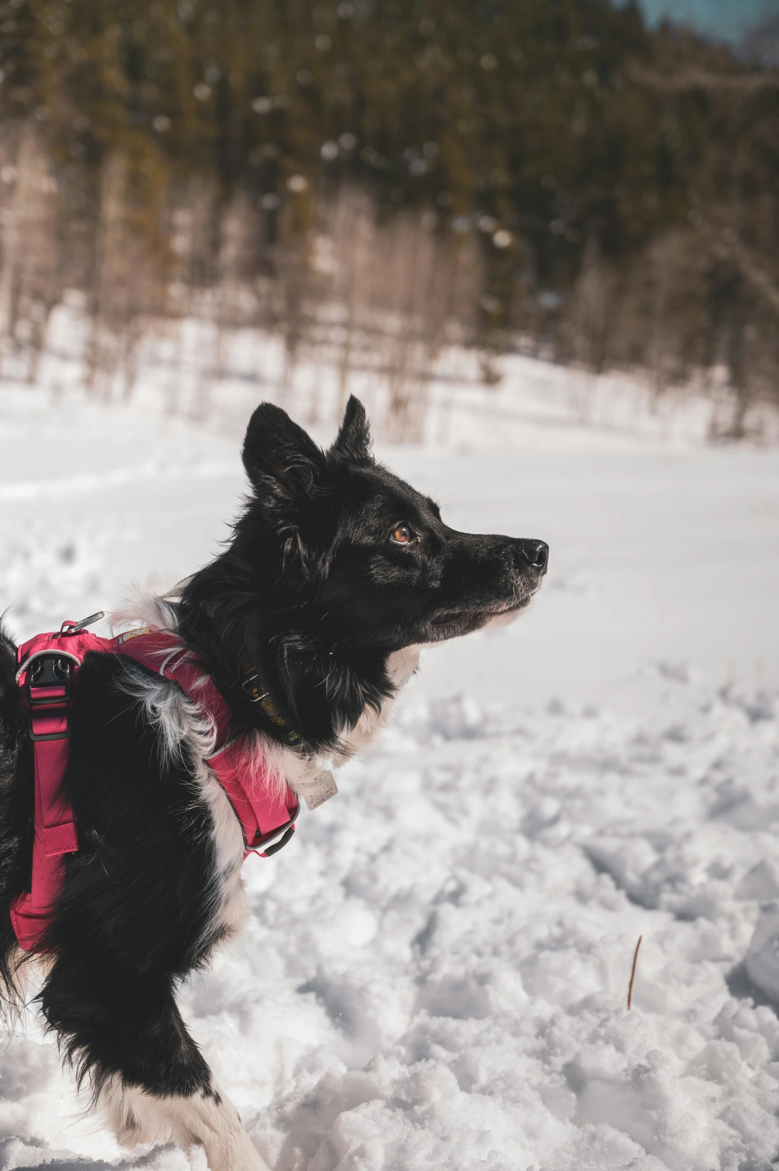 a dog in the snow on a hike