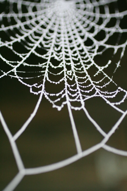 a dew covered web on the ground near a tree