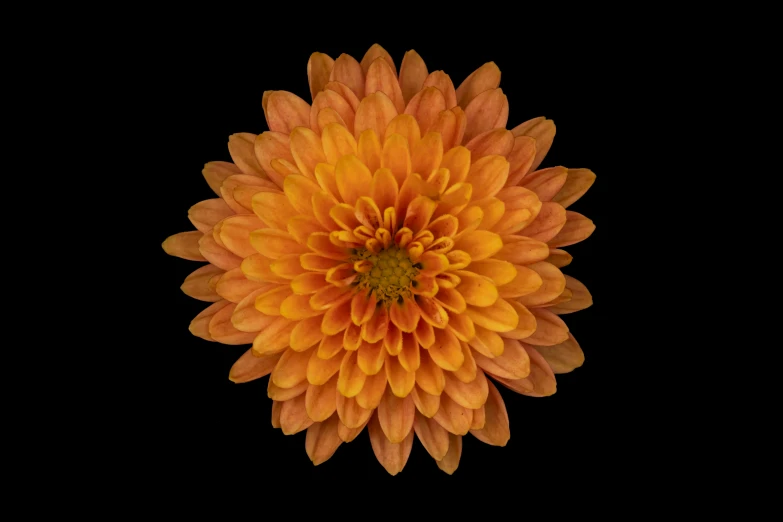 a single flower of orange with some black background