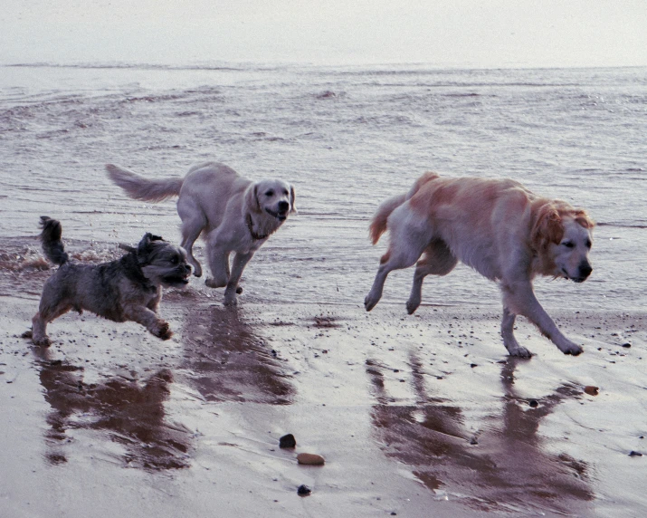 two dogs running in front of each other on the beach