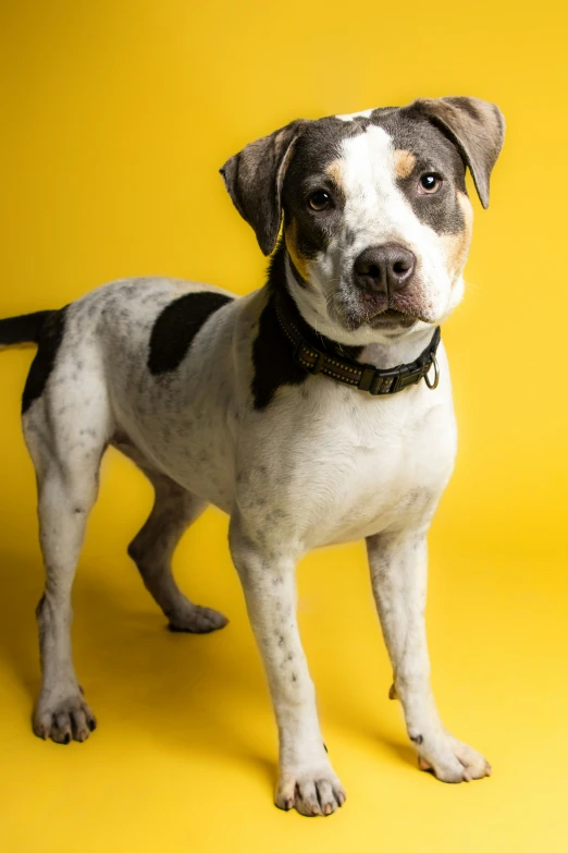 the dog is standing up on the yellow background