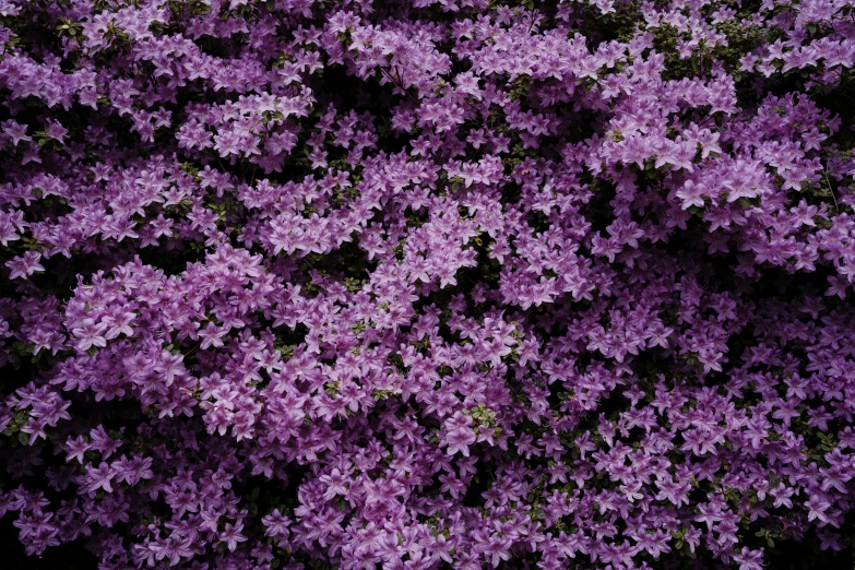 a large group of purple flowers are on a plant