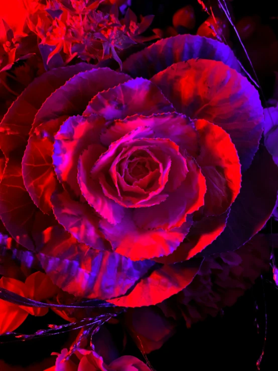 a pink rose in full bloom under a blue sky