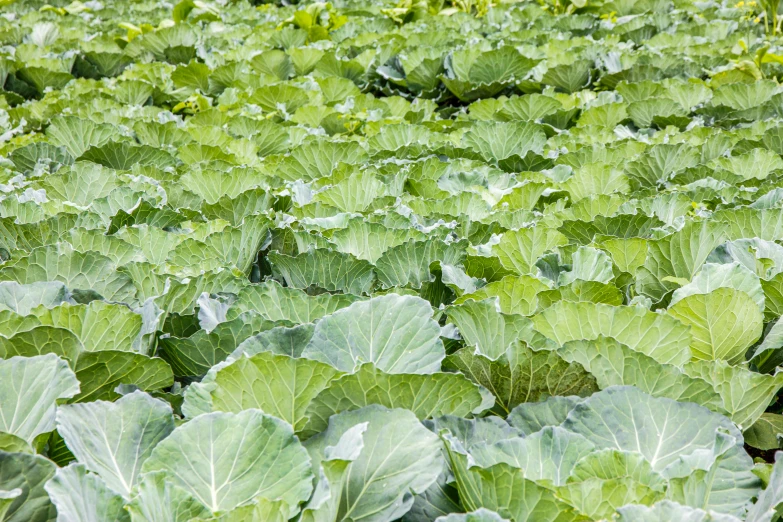 rows of green plants growing in large indoor vegetable fields