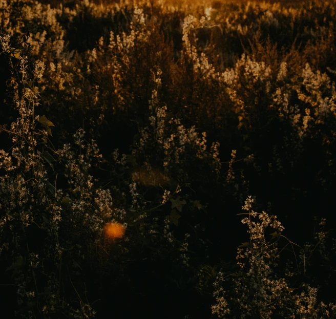 trees and plants lit up with the sun in the distance