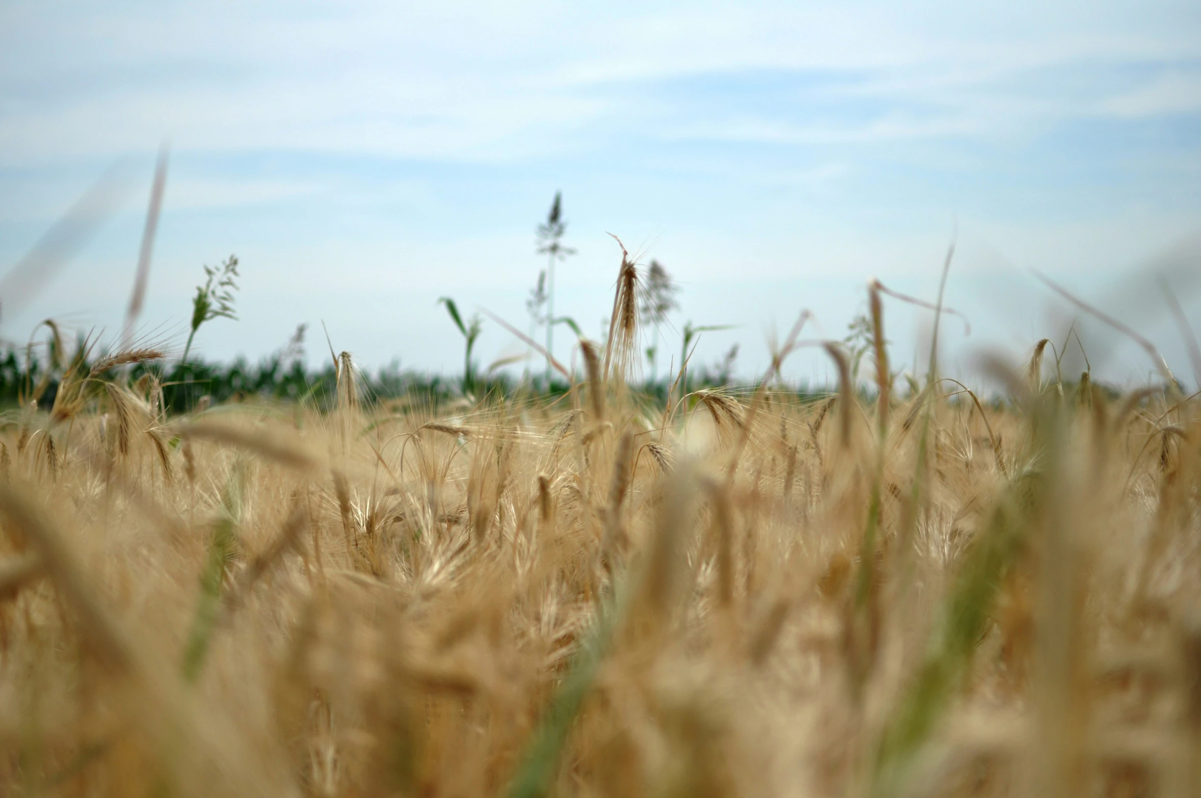 tall grass that has some trees in the background