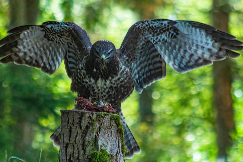 a big bird with its wings spread on the trunk