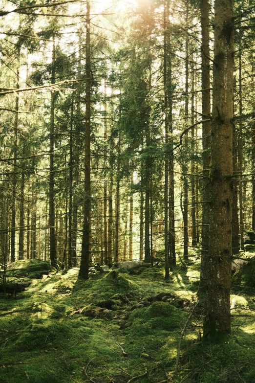 the sunlight shining through the trees in the forest