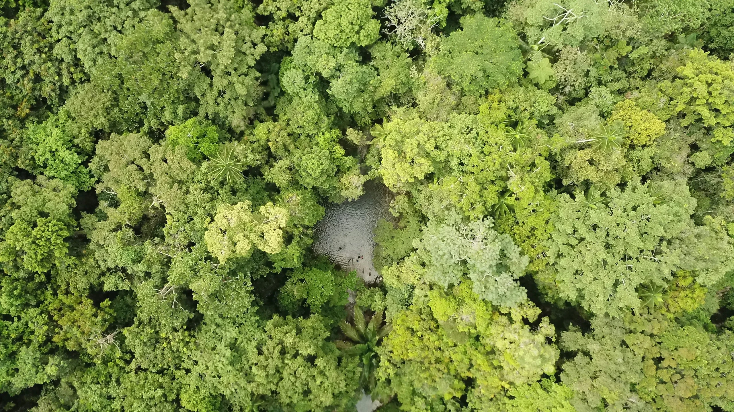 an aerial view of a forest with a river