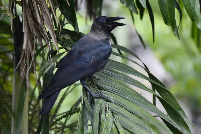 a black bird with his mouth open on a tree nch