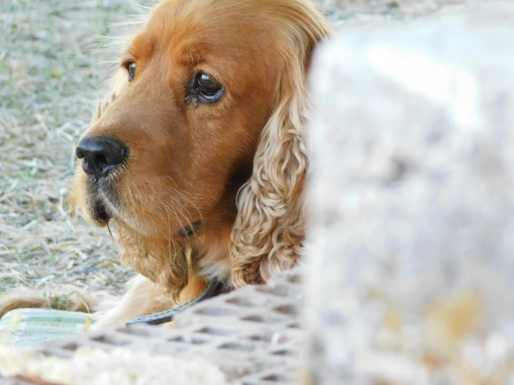 a dog sitting behind a wall on the ground