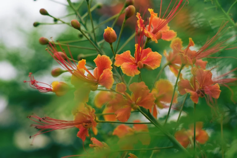 some orange flowers and green leaves on a sunny day