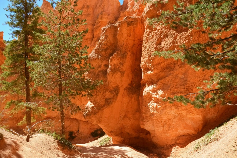 the dirt path runs between the trees and the cliffs