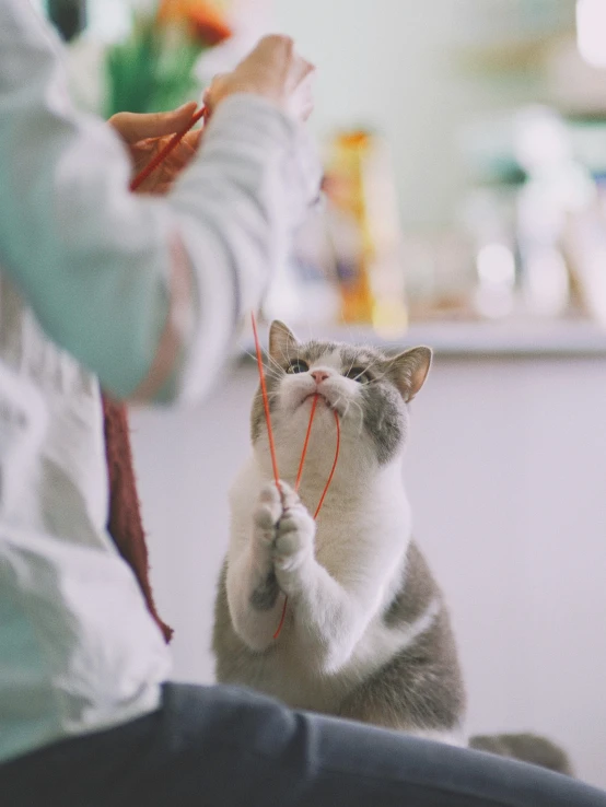 the cat is wearing an electric leash and sitting down