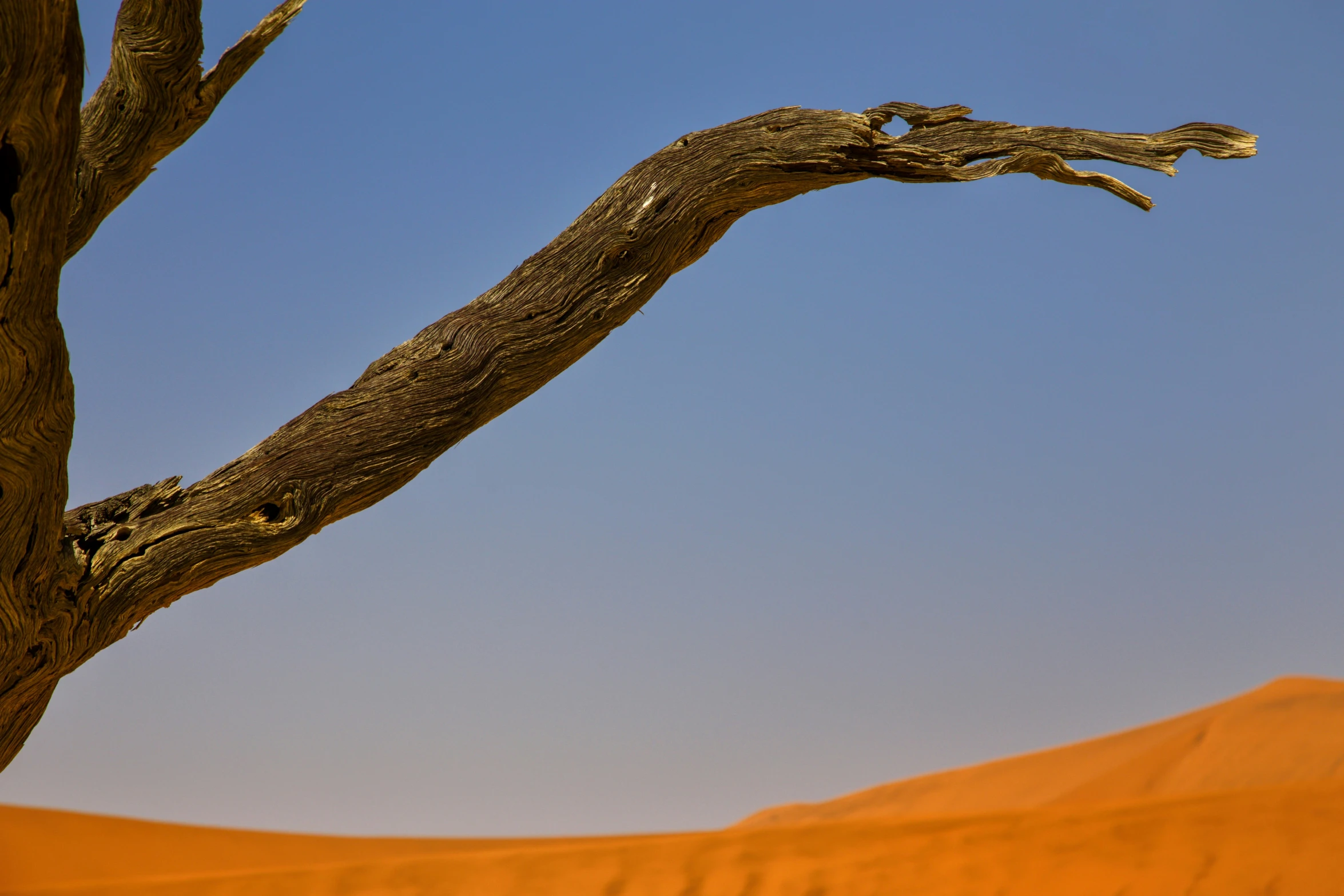 a bird sits perched in a bare tree in the desert