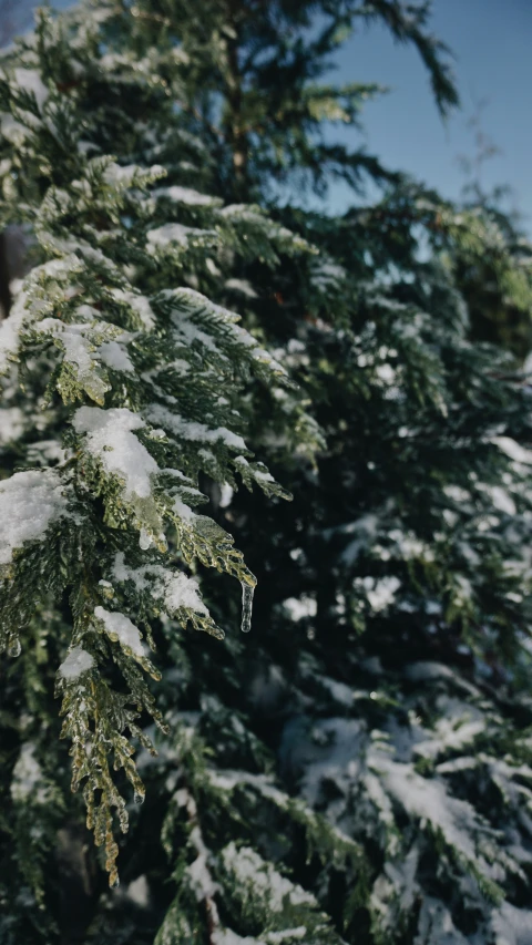 this is a tree covered in snow outside