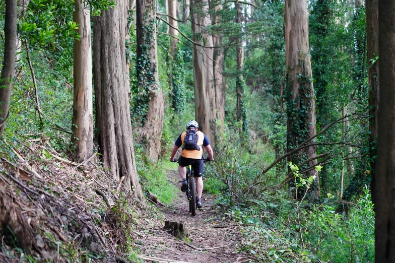 a person on a bike riding through the woods