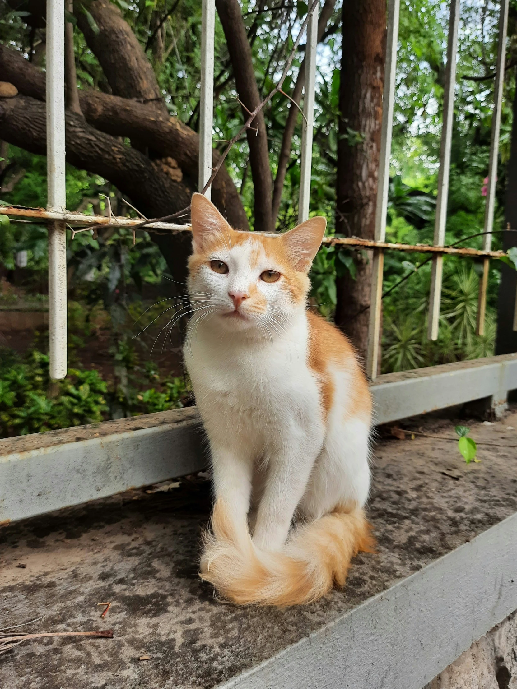 a cat sits in front of a fence